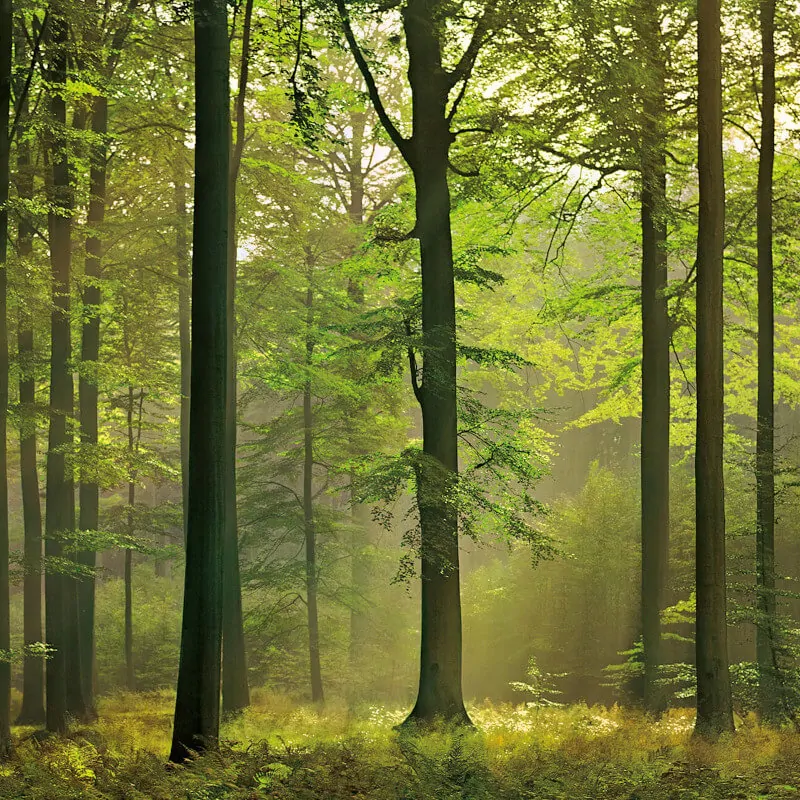 autumn-forest-1